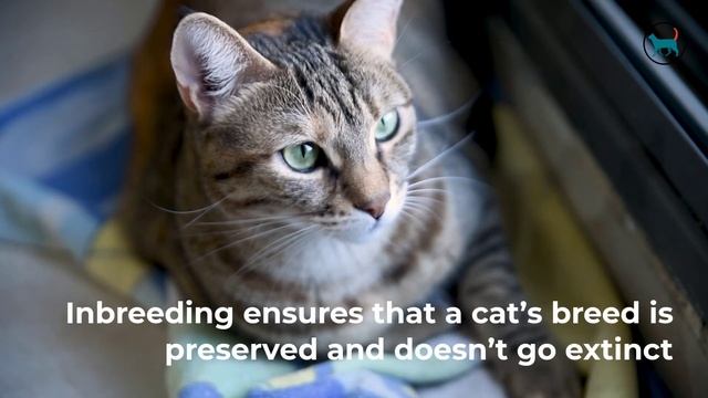 Reason Why Some Cats Are Born With No Tail смотреть онлайн