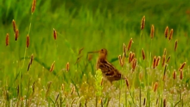 Gallinago media - Bielorrusia - Mayo 2016 смотреть онлайн