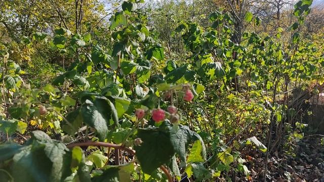 Про октябрьскую малину в ведре) сорт Купчиха смотреть онлайн