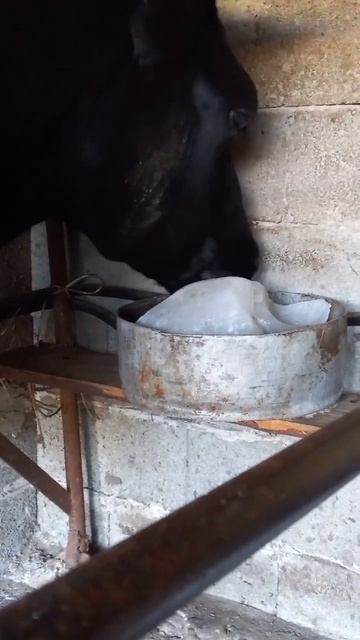 Соль для коров 🐄 обязательно. смотреть онлайн