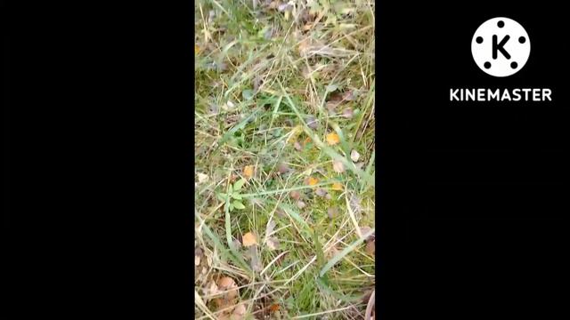 Все ещё в поисках мужа. 3 часть