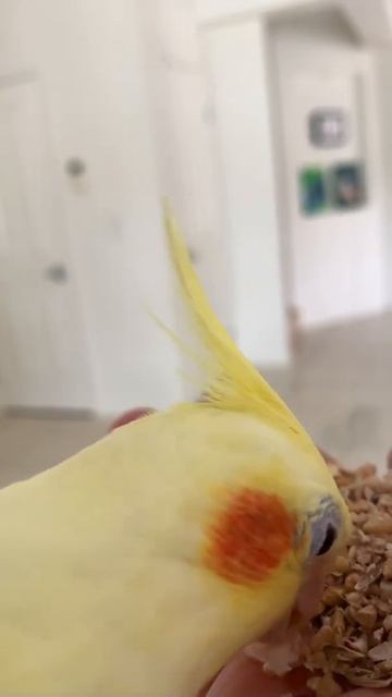 I'm finally able to cuddle my most stubborn bird смотреть онлайн
