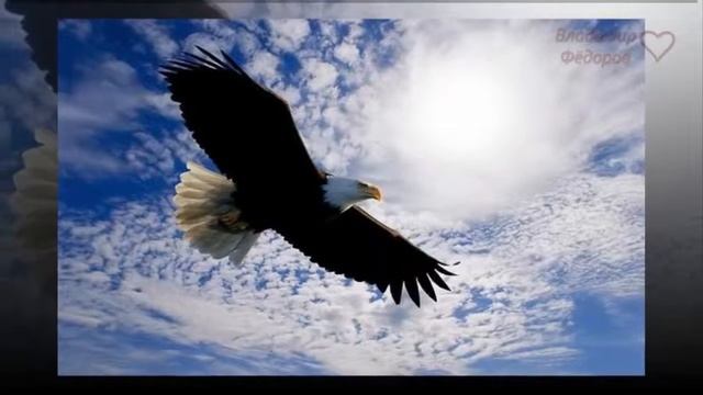 Орёл в Курятнике смотреть онлайн