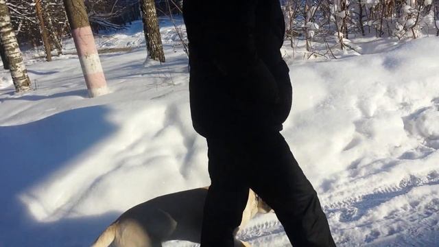 Дрессировка собак -лвбрадор Джек 6 мес смотреть онлайн