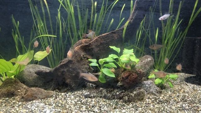 Bolivian Ram Tank | Update смотреть онлайн