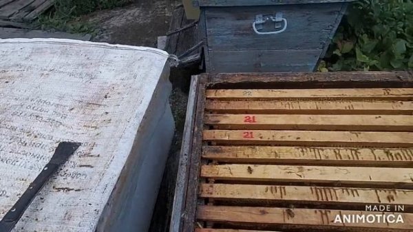 Двух маточное содержание пчёл. Эксперимент.