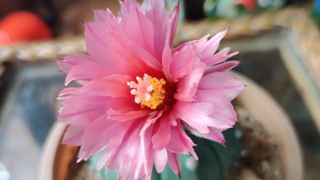 Astophytum Asterias Akabana Bloom