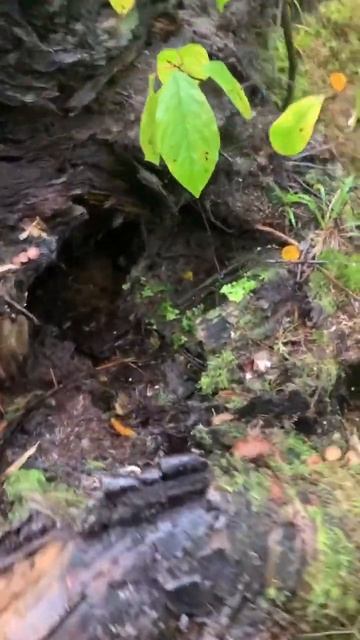 УРА ОПЯТА В ПОДМОСКОВЬЕ 2022 смотреть онлайн