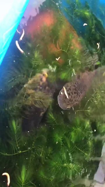 Channa Maruliodes pairing смотреть онлайн