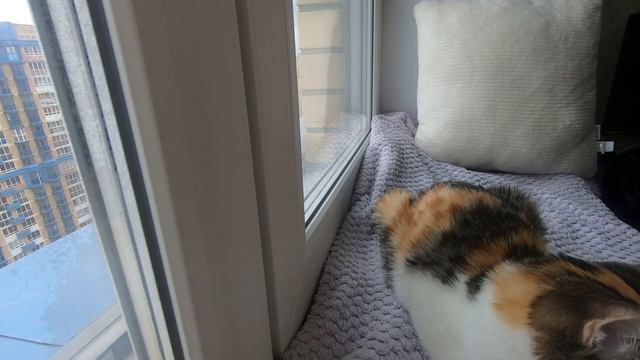 30 минут из жизни кошки смотреть онлайн