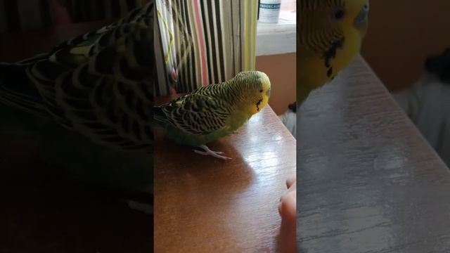 Гарюша злая собака) смотреть онлайн