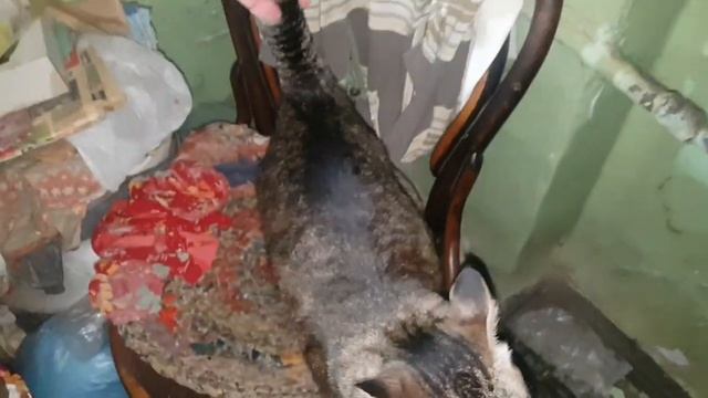 НОВАЯ ЕДА ИЗ СТОЛОВОЙ. ЛОВЛЮ ТАРАКАНОВ смотреть онлайн