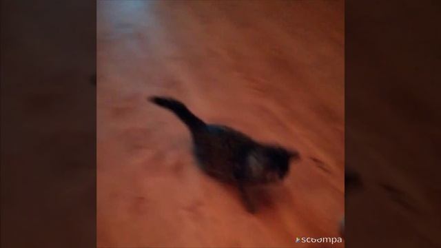 Домашний тигр смотреть онлайн