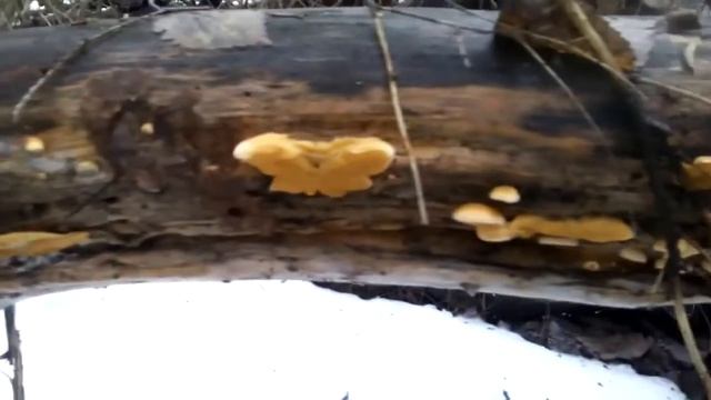 #Вёшенка_оранжевая (Phyllotopsis nidulans) смотреть онлайн