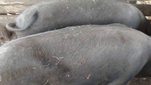 Поросятам 7 месяцев.