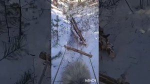 работа в лесу с лошадьми, трелевка лес #horses #лошади