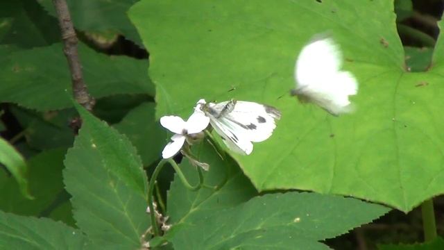 Two green-veined whites смотреть онлайн