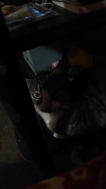 Gato смотреть онлайн