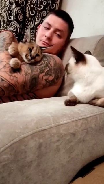 Каракал Зюзя не даёт скучать , нам всегда весело .Floppa it's always fun in the house. смотреть онлайн