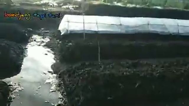 olah lahan pupuk dasar CMK & rawit merah #sp36 #rawirmerah #kohe #biofosfat смотреть онлайн