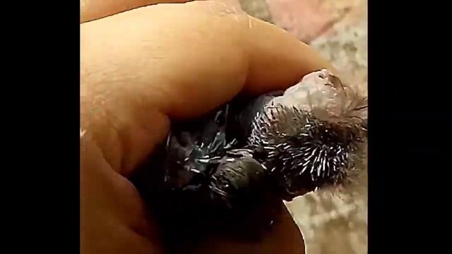 05 Rescued Birds Removed Bot Fly смотреть онлайн