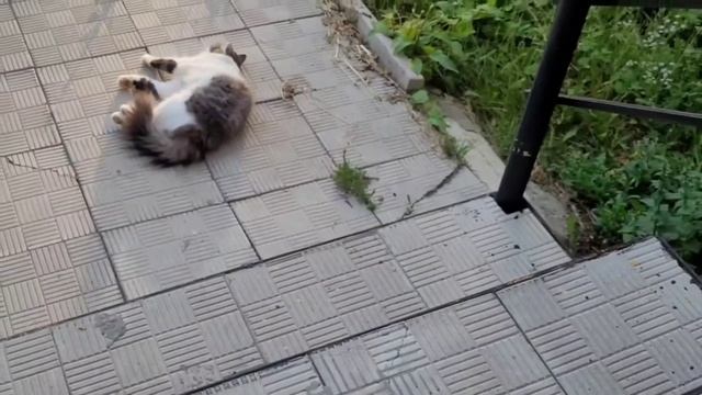 Корм для кошек от FABERLIC смотреть онлайн