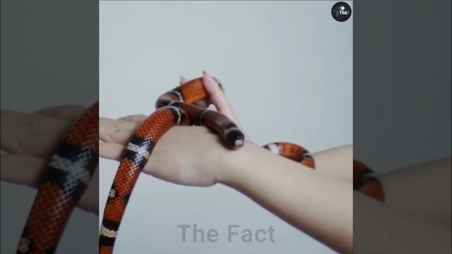 8 mind blowing random facts about animals 😲😍 #shorts #thefact смотреть онлайн