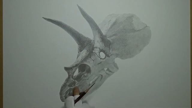 Dinosaurs : Triceratops Skull【Drawing】トリケラトプス頭骨 смотреть онлайн