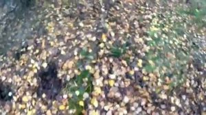 Сбор грибов