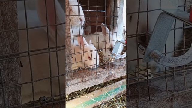 Кролики, растут крольчата 2023 г март, апрель, паноны, фландр, ризен голд смотреть онлайн