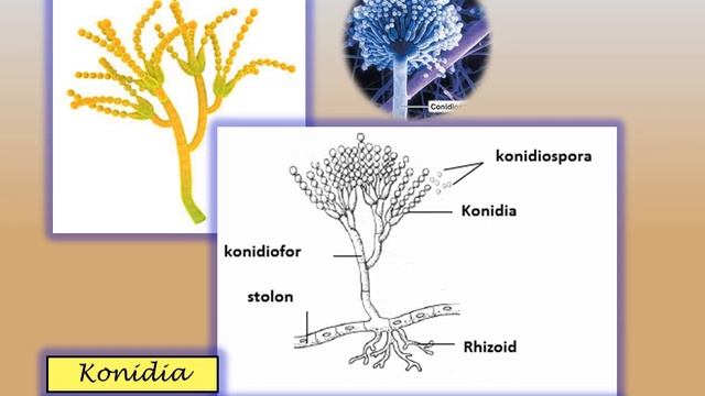 Hedi Nefosano Biologi X SMAN 9 Bogor Jamur Januari 2022 #PKGTKJABAR