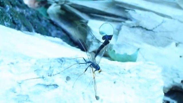 Megarhyssa, ponte смотреть онлайн