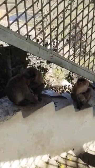 so cute 🙂 #funnyvideo #viral #reels #shorts #fun #funny смотреть онлайн