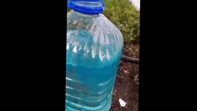 🟣Как вырастить САМШИТ. смотреть онлайн