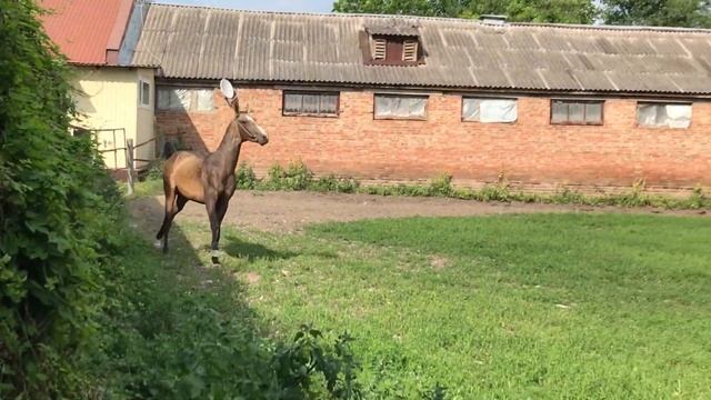 Ятим бул.жер. 2021 г.р. (Мелебайдак-Яхта), ахалтекинская чистокровная порода. смотреть онлайн