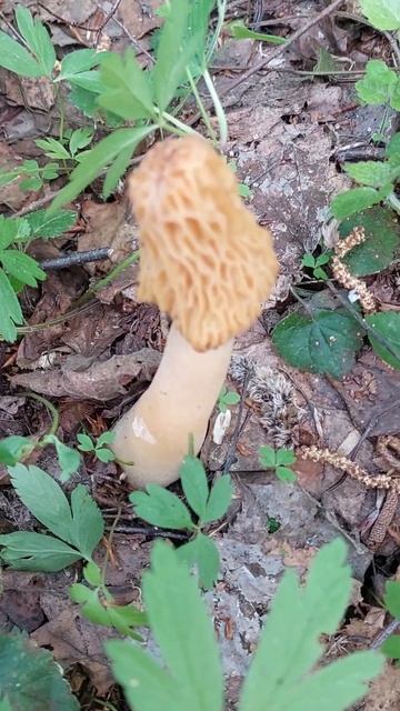 Сморчковая Шапочка. День Победы. Лес