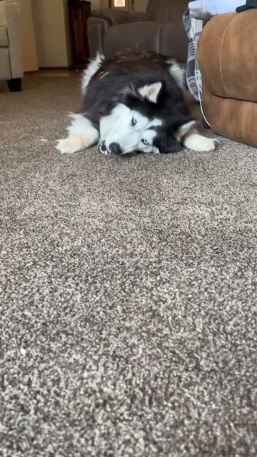 You’re not my mother! #dog #shorts #funny #doglover #husky смотреть онлайн