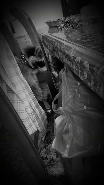 Енот щёлкает семки смотреть онлайн