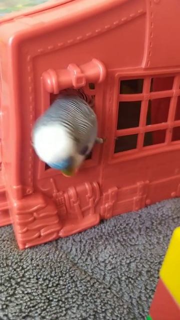 Hamster 🐹 locked the parrot in the house 😆#hamster #funny #parrot #animals #animals смотреть онлайн
