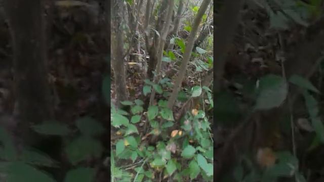 Огромные россыпи подосиновиков     Просто соти с ума!!!!!!