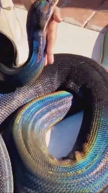 ALL MY GIANT SNAKES IN ONE VIDEO #short Epic 7 смотреть онлайн