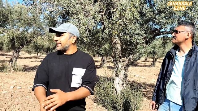 Zeytin Sineği(Bactrocera oleae).Sürülen Zeytin Bahçeleri ve Sürülmeyen Bahçelerin Arasındaki Fark. смотреть онлайн