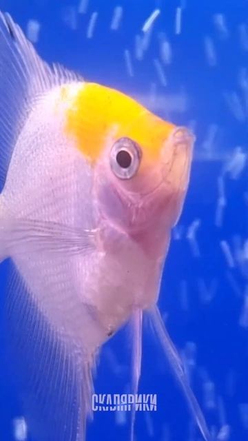 Нужен ли аквариумным рыбкам разгрузочный день? смотреть онлайн