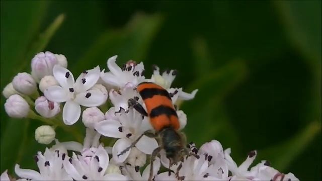 Clairon des abeilles : Trichodes apiarius смотреть онлайн