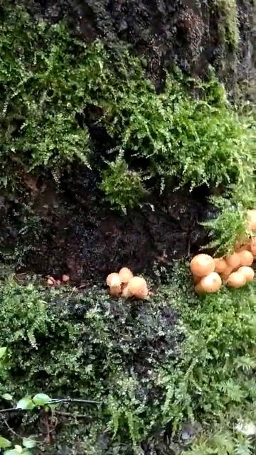 фильм 8.Волжский мастер дядя Вася лес грибы смотреть онлайн