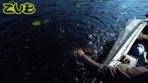 Неогруженный силикон. Ловля на мелководье. ZUB на Нарвском водохранилище.