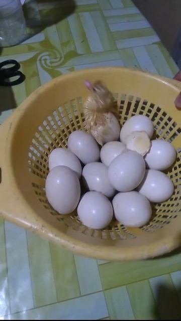 Hatching Duck Egg #shorts смотреть онлайн