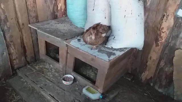 Утки решили принять утят! Надеюсь! смотреть онлайн