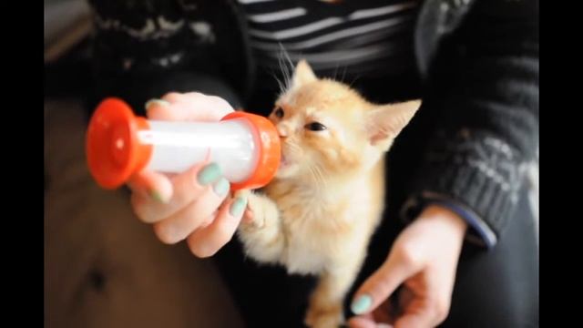 Котенок ест из соски - Senya Miro смотреть онлайн