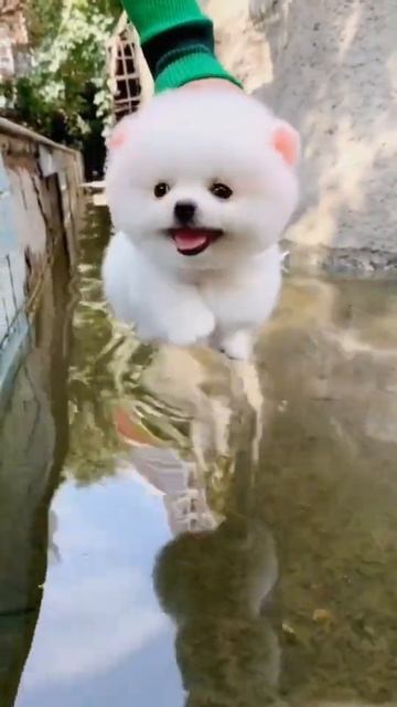 #doggy #maltese #pomsky #poodle #pomeraina #maltipoo #puppydog #dog #doge #dogs #dogsoftiktok#cute смотреть онлайн